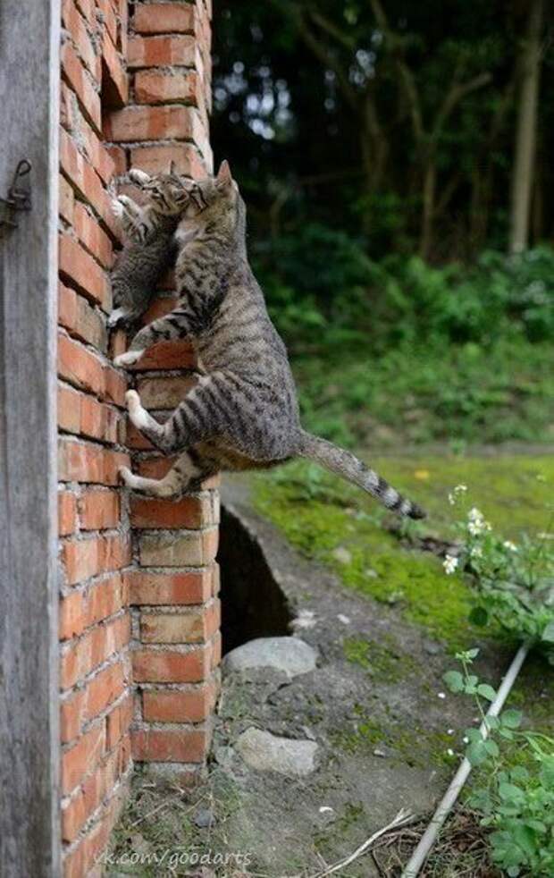 12 удачных фоток, которые заставили меня ржать как конь.