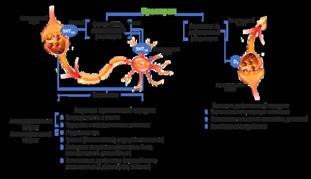 Механизм действия и спектр фармакологической активности буспирона