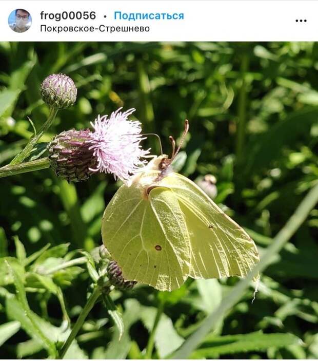 Фото дня: лимонница из парка «Покровское-Стрешнево» попала в объектив камеры фотографа