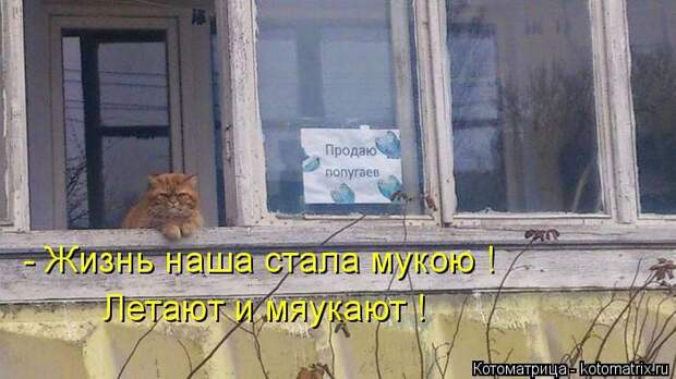 Лучшие котоматрицы недели (50 фото)