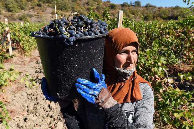 Поздравления с Днем работника сельского хозяйства и перерабатывающей промышленности: красивые пожелания в стихах и прозе