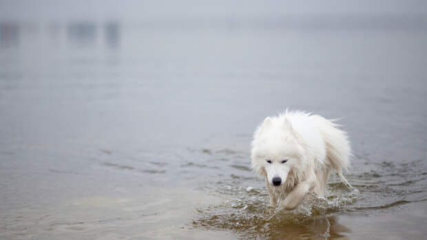Ветврач Руденко напомнил о риске переохлаждения при купании собаки зимой