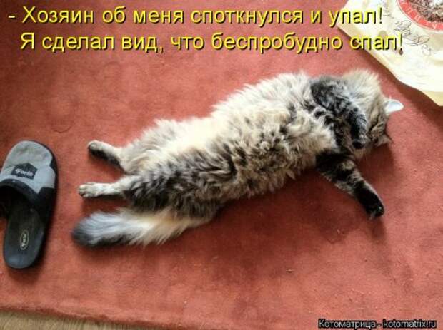 Новая котоматрица на Бугаге (44 фото)