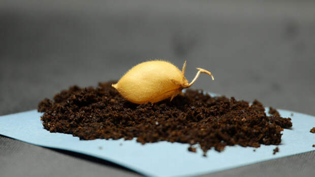 Ученые вырастили горох для астронавтов в лунном грунте