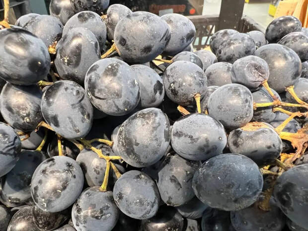 Почему первую обработку виноградника лучше делать железным купоросом: объяснение для новичков и опытных