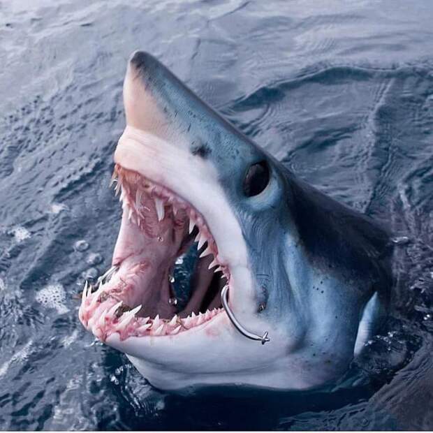 Улыбка смерти: как бесстрашный дайвер контактирует с акулами