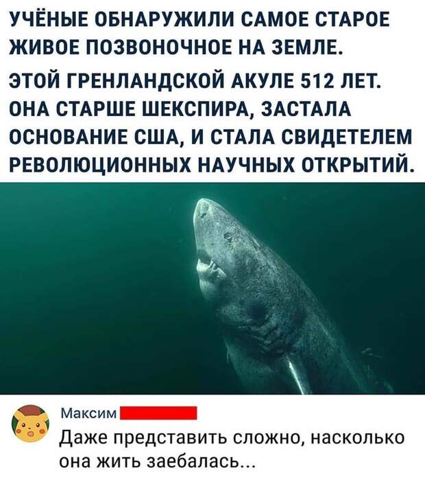 Самая старая акула. Самая старая акула.
