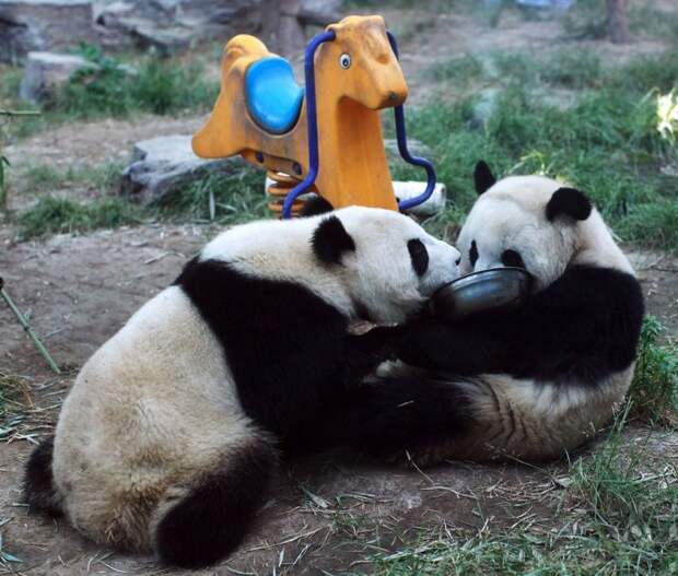 Милые забавные панды