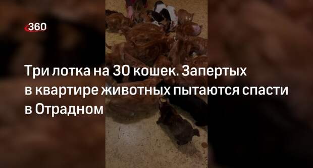 Волонтеры рассказали о попытке спасения 30 кошек из квартиры в Отрадном
