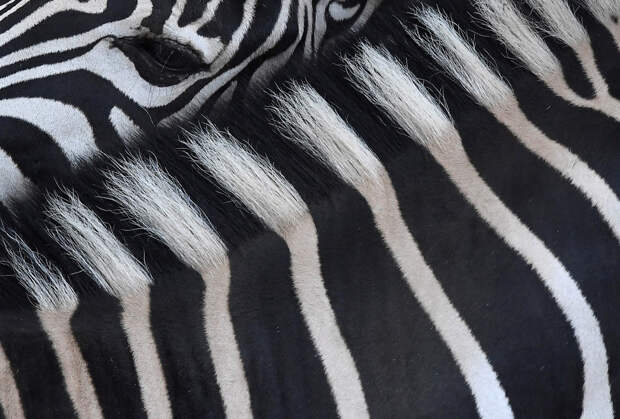 Черно-белая шкура зебры