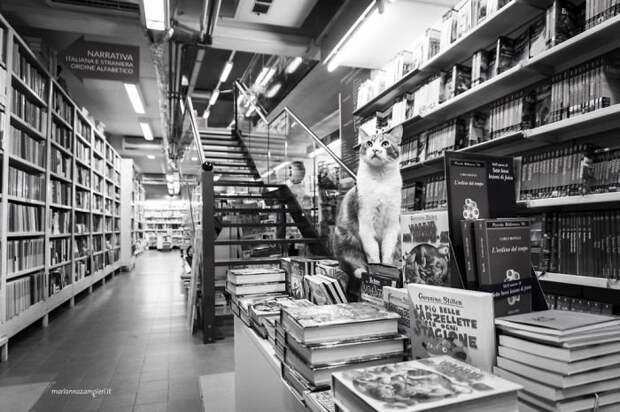 7. Польдо в книжном домашние животные, коты, кошка, кошка в магазине, кошки, фотопроект, черно-белая фотография, черно-белое фото
