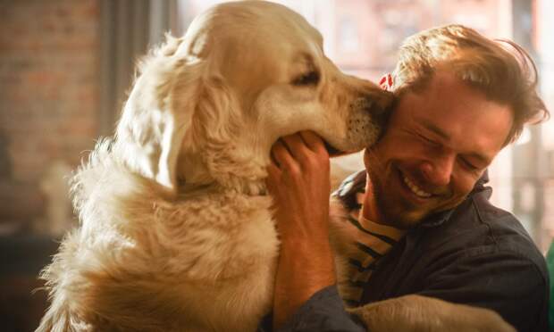 Нужно ли обрабатывать собак от блох зимой, объяснила ветеринар Гриненко