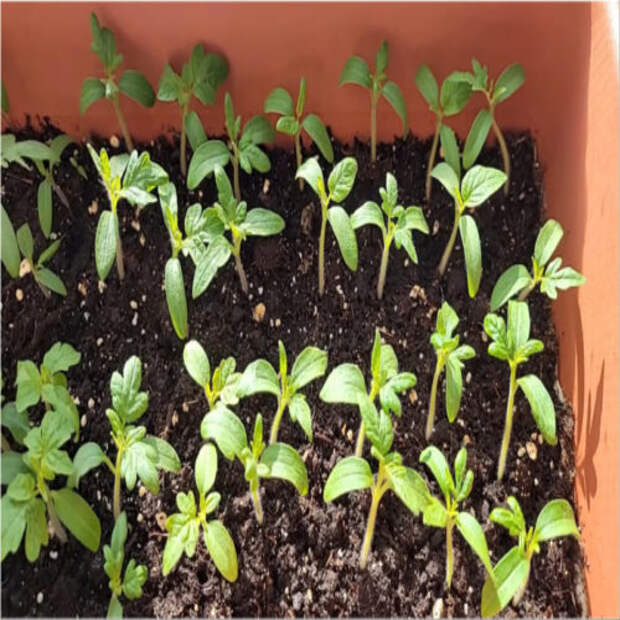 Эти простые правила помогают мне вырастить лучшую рассаду среди всех соседей