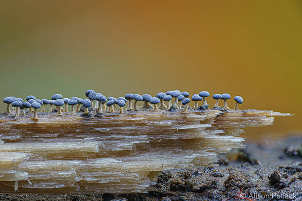Экстремальные макро-фотографии грибов