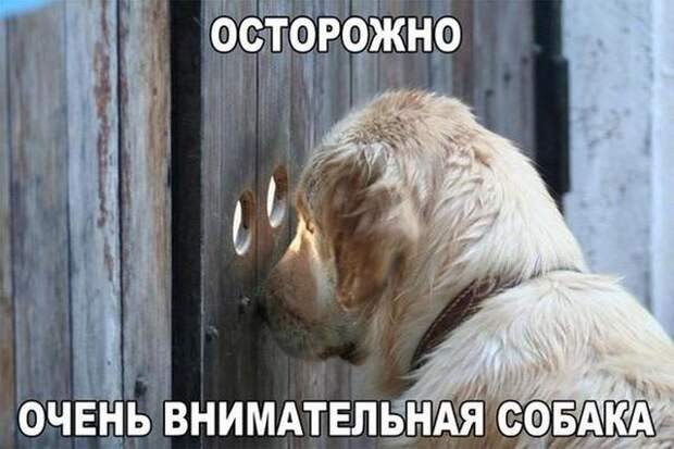 Прикольные картинки с текстом Прикольные картинки с текстом