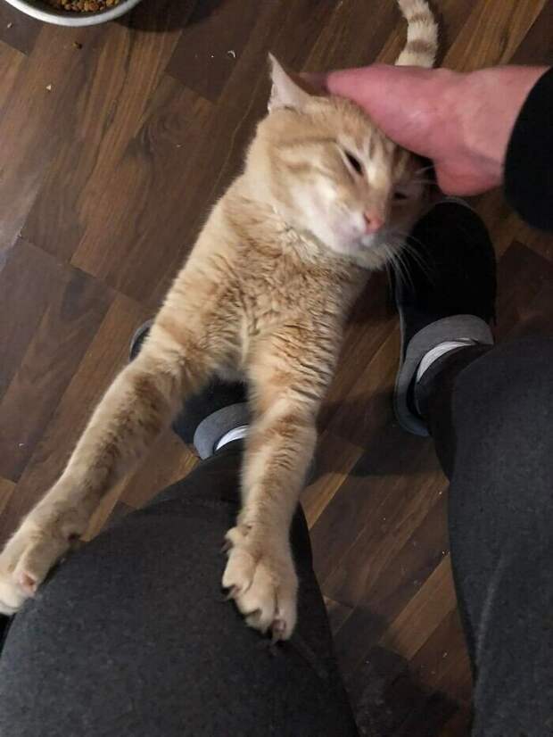 Внезапные котейки, которые неожиданно заявились к людям