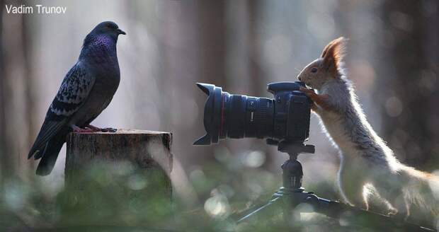 Фотосессия для белок Фотосессия для белок