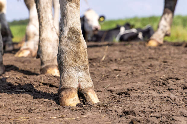 Kras Mash: под Красноярском нашли около 50 туш коров в мешках и пакетах