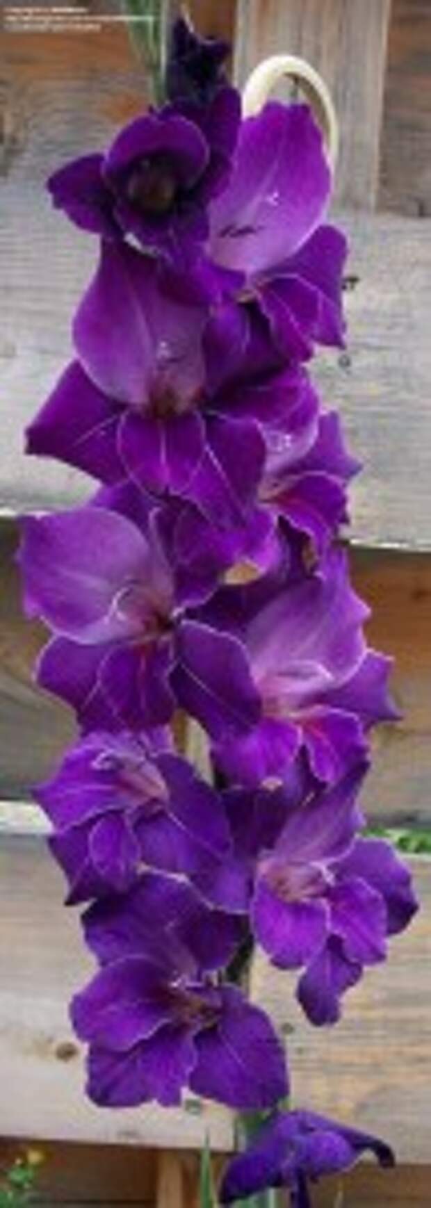 Гладиолус сорта Violetta