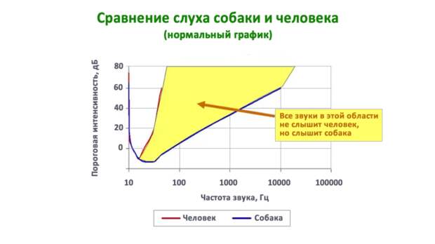 Собаки обладают значительно большей чувствительностью слуха к высокочастотным звукам, чем люди. График: Stanley Coren Собаки обладают значительно большей чувствительностью слуха к высокочастотным звукам, чем люди. График: Stanley Coren