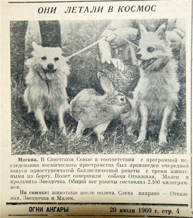 Все 48 "космических" собак из СССР