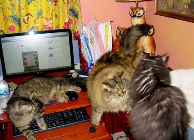 Назойливые коты (43 фото)