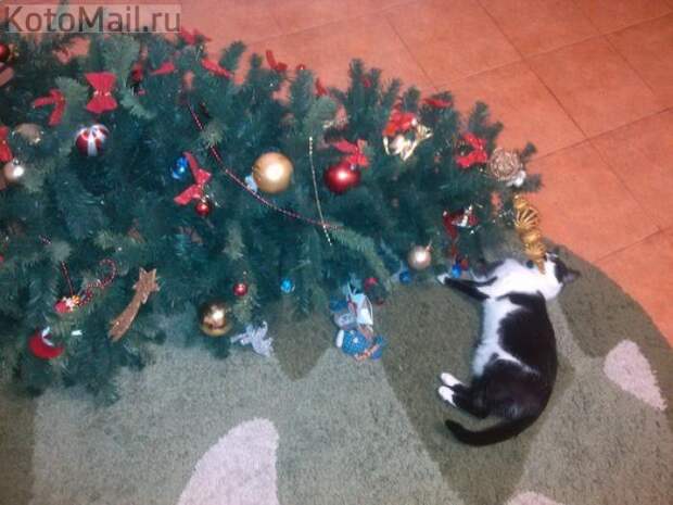 Коты и елка