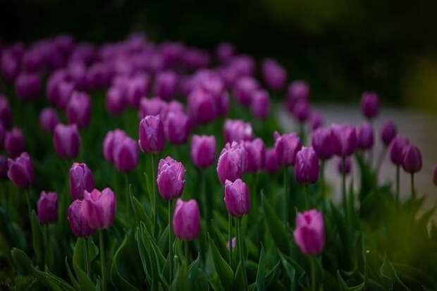 Жителям Смоленска рассказали о переносе выходного дня с 8 марта