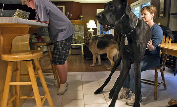 Женщина показала собаку, которая выросла больше любого волка. Стоя на четырех лапах она ростом с человека