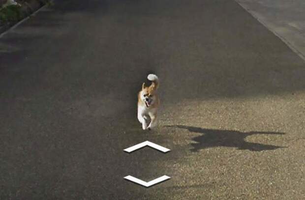 В Японии собака проследовала за автомобилем Google Street View, забавно «испортив» каждую сделанную им фотографию google street view, животные, кадр, собака, юмор