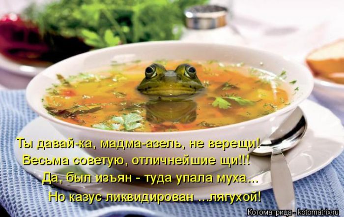 Лучшие котоматрицы недели (50 фото)