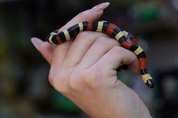 Умеют ли змеи ползать задом и почему не рассыпаются песчаные дюны: рубрика интересных фактов