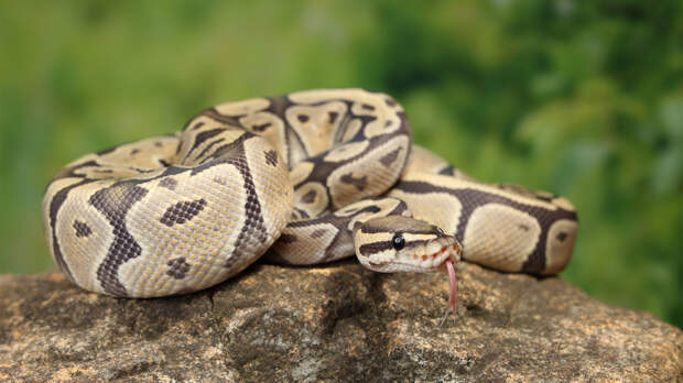 Рептилия указала учёным путь к лекарству от лишнего веса