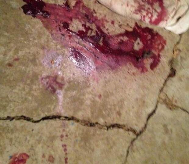 Посреди ночи эта семья услышала ужасные стоны. Выйдя на улицу, они не поверили своим глазам