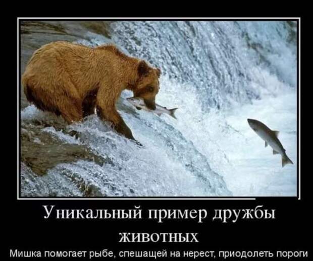 Прикольные демотиваторы с надписями. Подборка chert-poberi-dem-chert-poberi-dem-14580603092020-13 картинка chert-poberi-dem-14580603092020-13