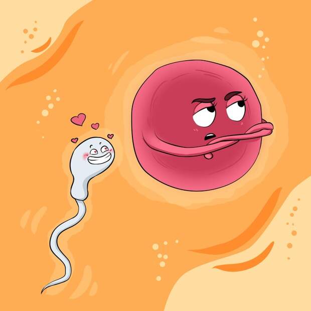 Знаете ли вы, что яйцеклетка выбирает сперматозоид, а не наоборот?