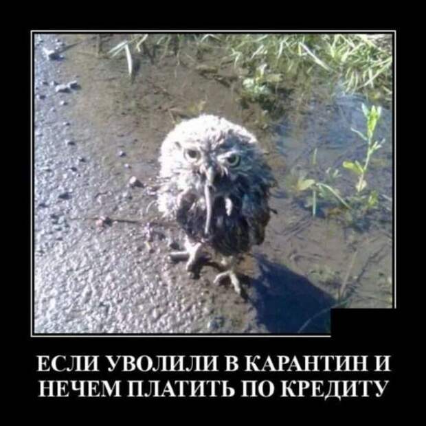 Прикольные демотиваторы с надписями. Подборка chert-poberi-dem-chert-poberi-dem-38300614122020-1 картинка chert-poberi-dem-38300614122020-1
