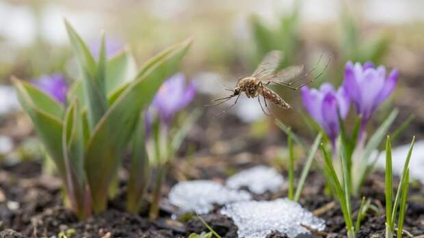 «Пробуждение начинается локально»: эксперты — о том, как ранняя весна в России скажется на популяции насекомых и клещей
