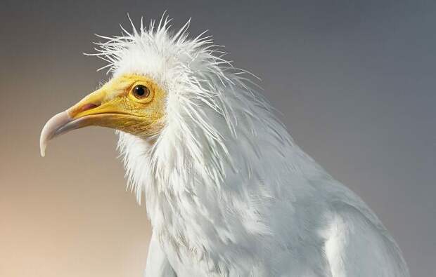Фотография: 25 невероятно красивых портретов птиц №16 - BigPicture.ru