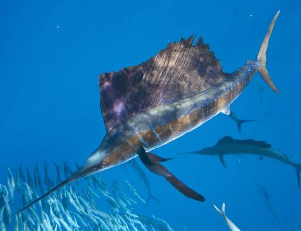 Парусник — самая быстрая рыба в Мировом океане