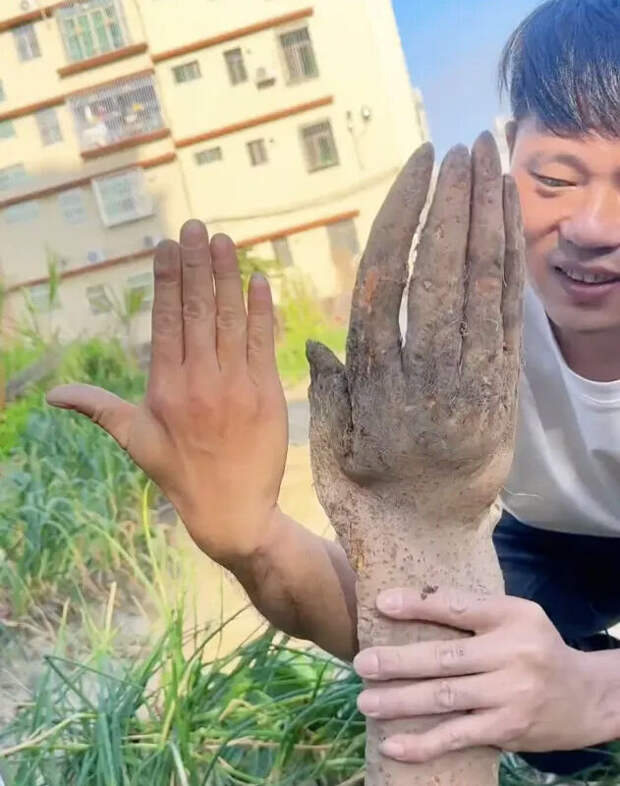 The Sun: в Китае фермер выкопал ямс в форме руки