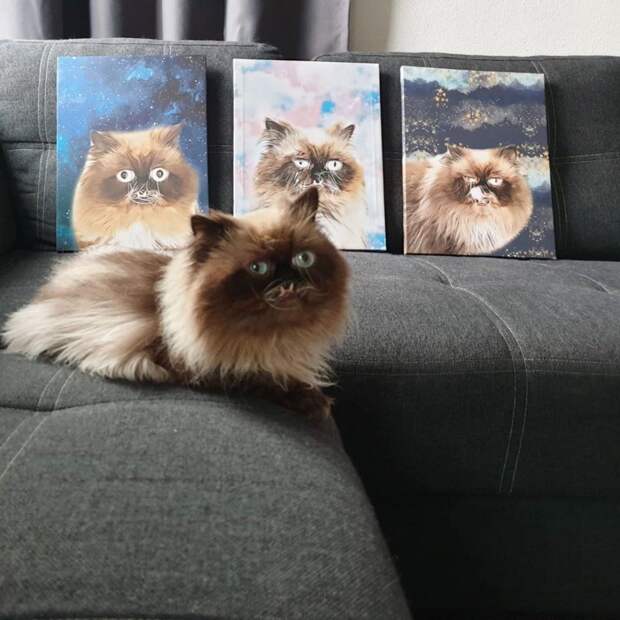 7 угарных фото кота, который похож на вампира