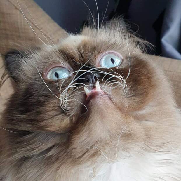 7 угарных фото кота, который похож на вампира