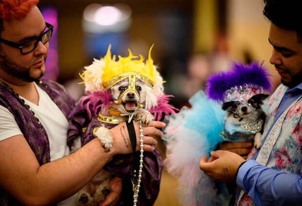 New York Pet Fashion Show