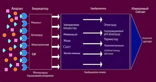 Различные компоненты биосенсора включают биоэлемент, преобразователь, усилитель, процессор и блок отображения.