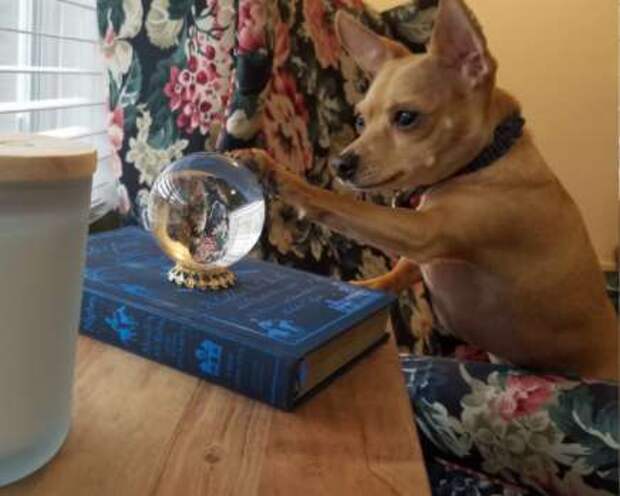 собака и хрустальный шар