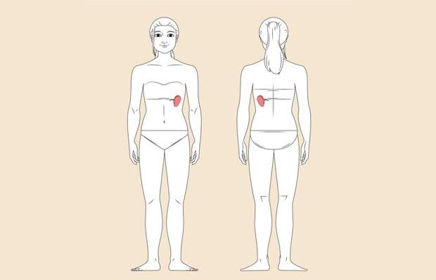 Где находится селезенка у человека: функции и возможные заболевания