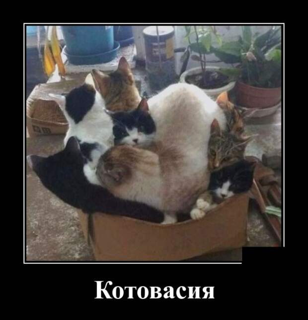 Демотиваторы (30 фото)