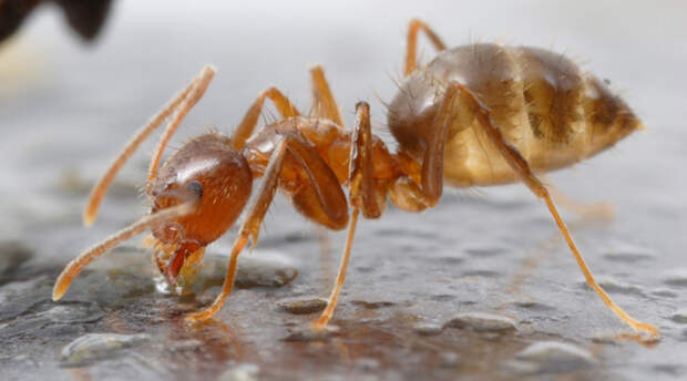 Муравьи Рэсберри Nylanderia Fulva Между этим видом и огненными муравьями идет настоящая война. Притом, яд огненных муравьев в целых три раза токсичнее инсектицида ДДТ, то есть они могут уничтожить большинство других насекомых. Кроме муравьев Рэсберри: они выпускают специальный токсин, который покрывает все тело и нейтрализует чужие яды.  