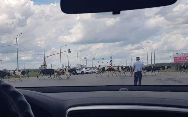 4 июня путь к Солотче перекрыли коровы